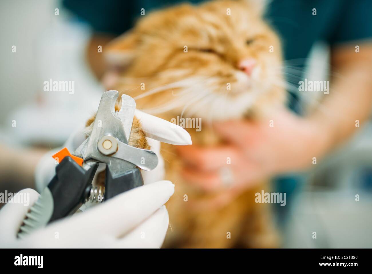 veterinarians close by