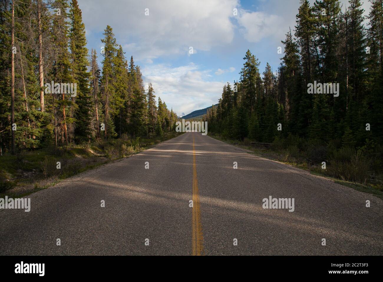 A long straight road into the pine wood in Jasper National Park