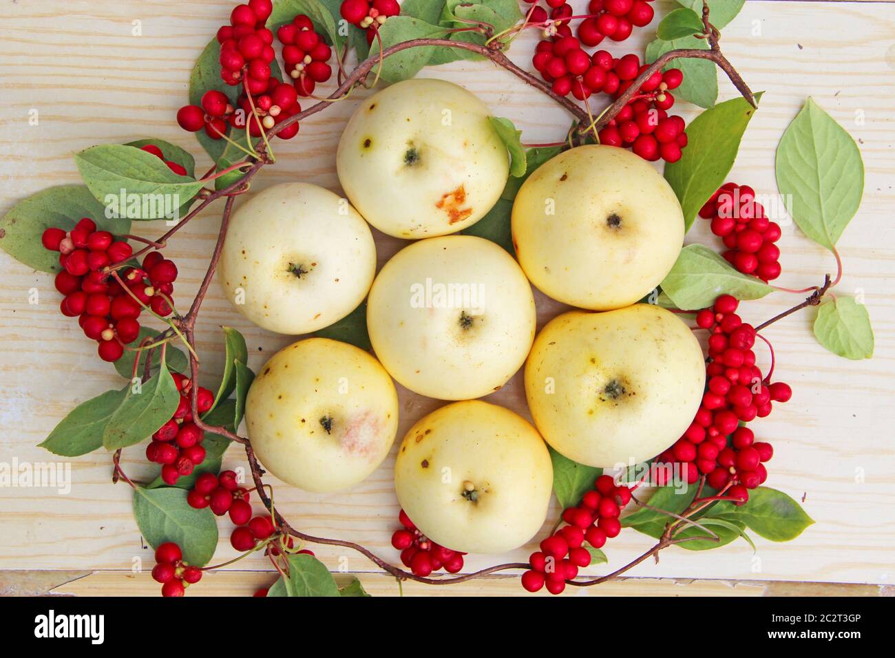 Schisandra and white apples. Still life with clusters of ripe schizandra and white apples Stock Photo