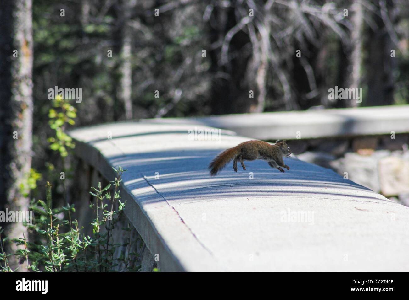 A cute little red squirrel is running on a short wall near a forest in Banff National Park, Alberta, Canada Stock Photo