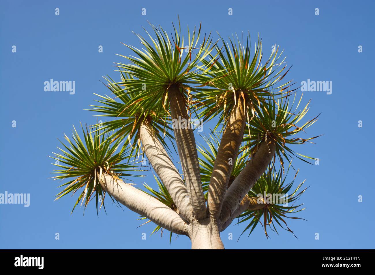 Dragon tree (Dracaena draco) on La Palma, Canary Islands Stock Photo - Alamy