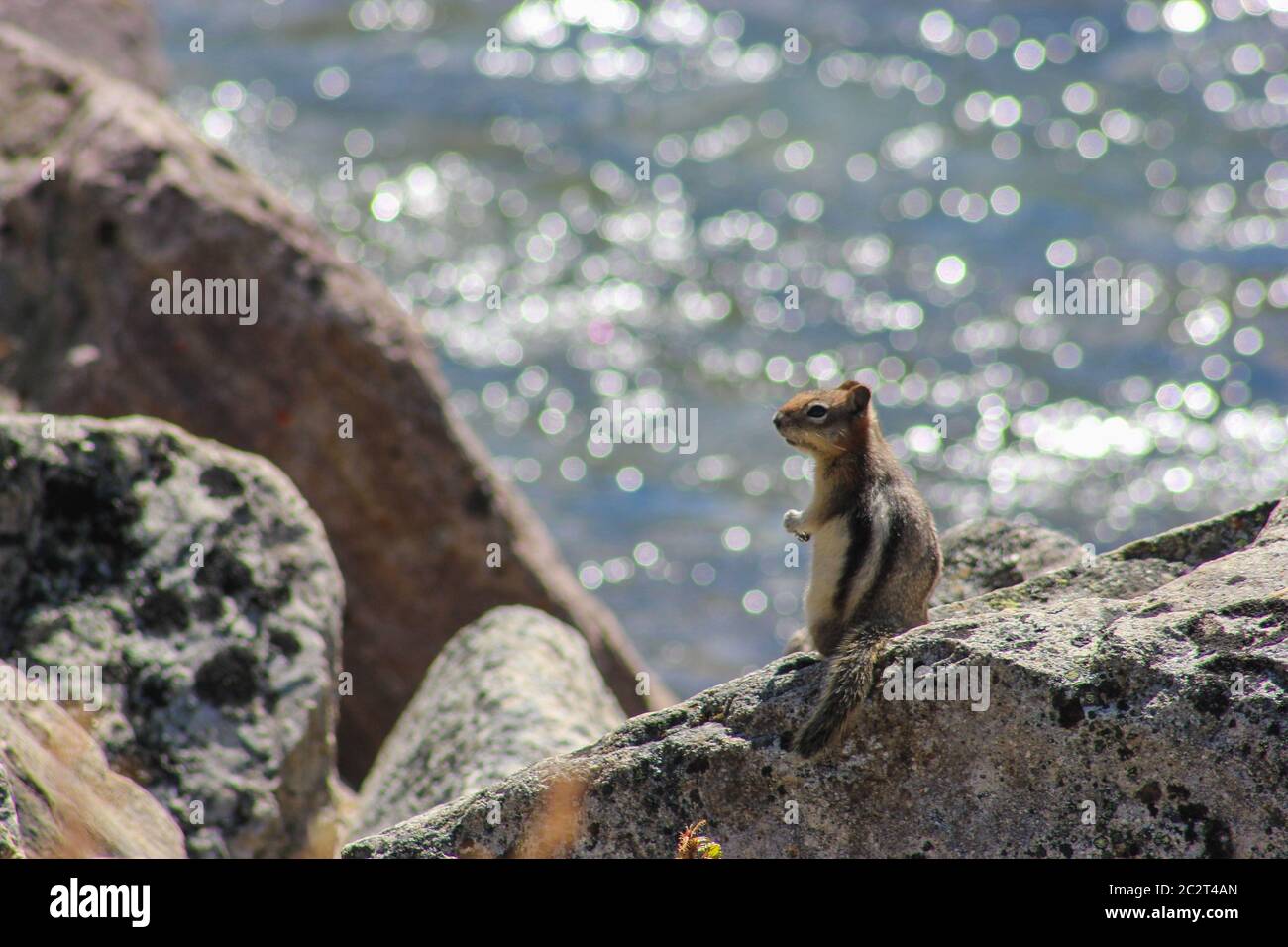 A little cute squirrel on rocks in Alberta, Canada Stock Photo
