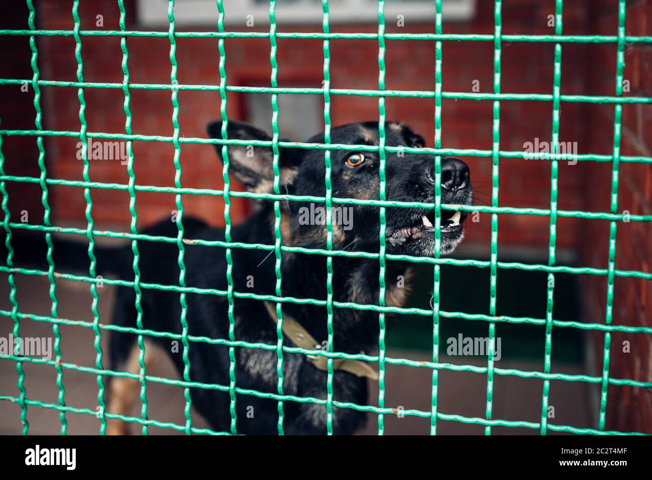 Cute dog in a cage, veterinary clinic, no people. Vet hospital, treatment a sick patient Stock