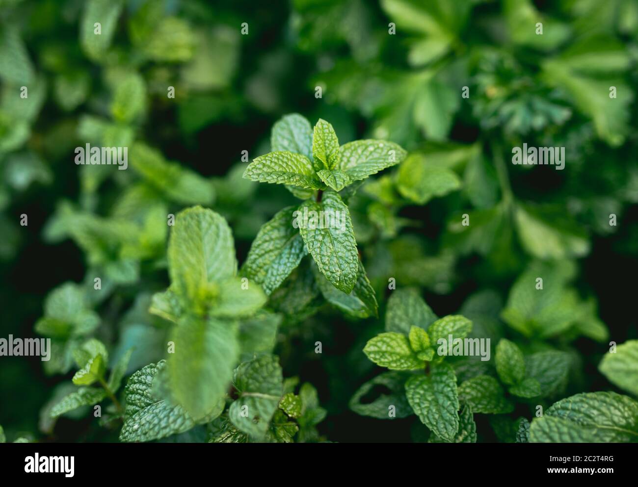 Mint in Homemade Herb Garden Bed Stock Photo