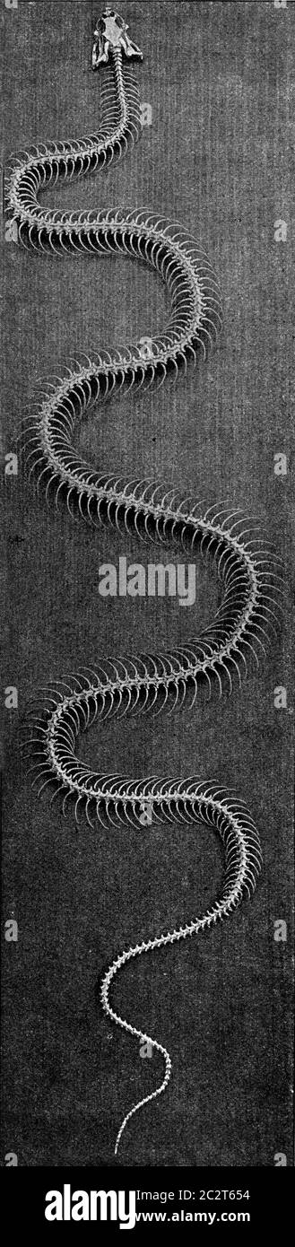 Skeleton of a grass snake, vintage engraved illustration. From the Universe and Humanity, 1910. Stock Photo