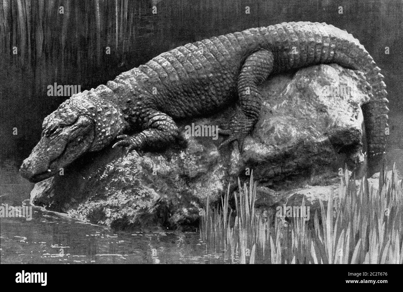 Chinese alligator, vintage engraved illustration. From the Universe and Humanity, 1910. Stock Photo