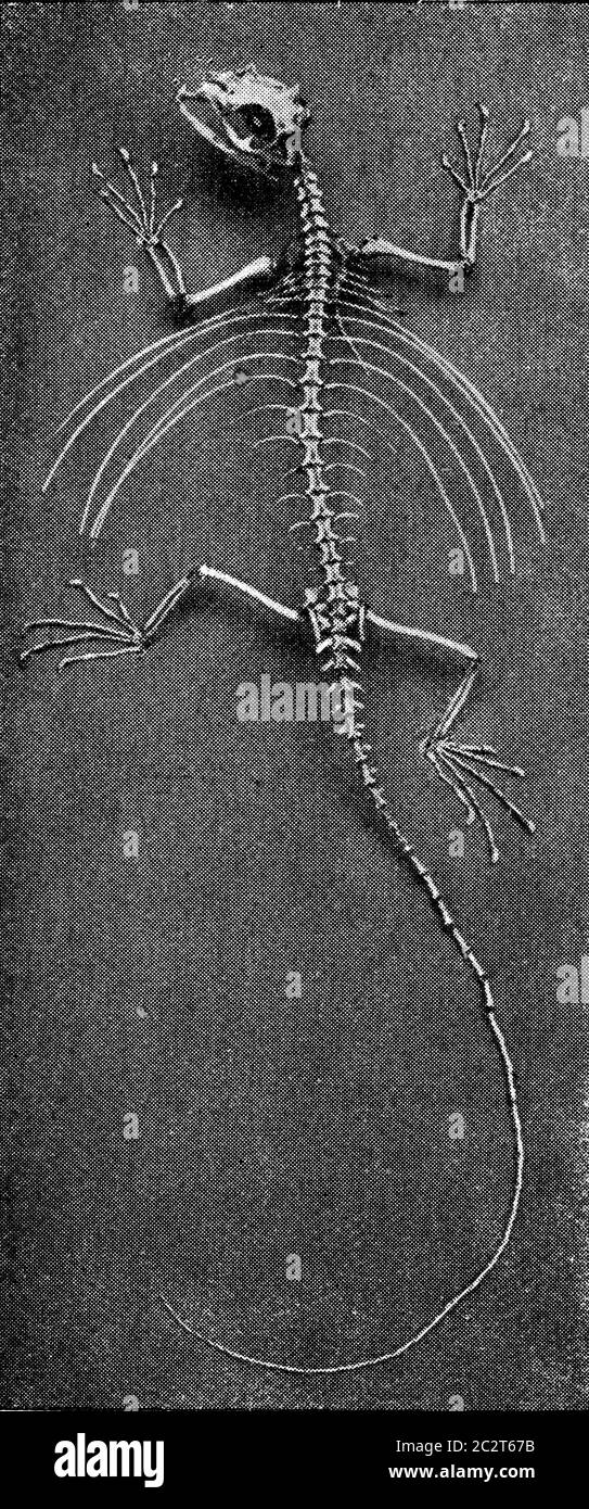 Skeleton of a flying lizard, vintage engraved illustration. From the Universe and Humanity, 1910. Stock Photo