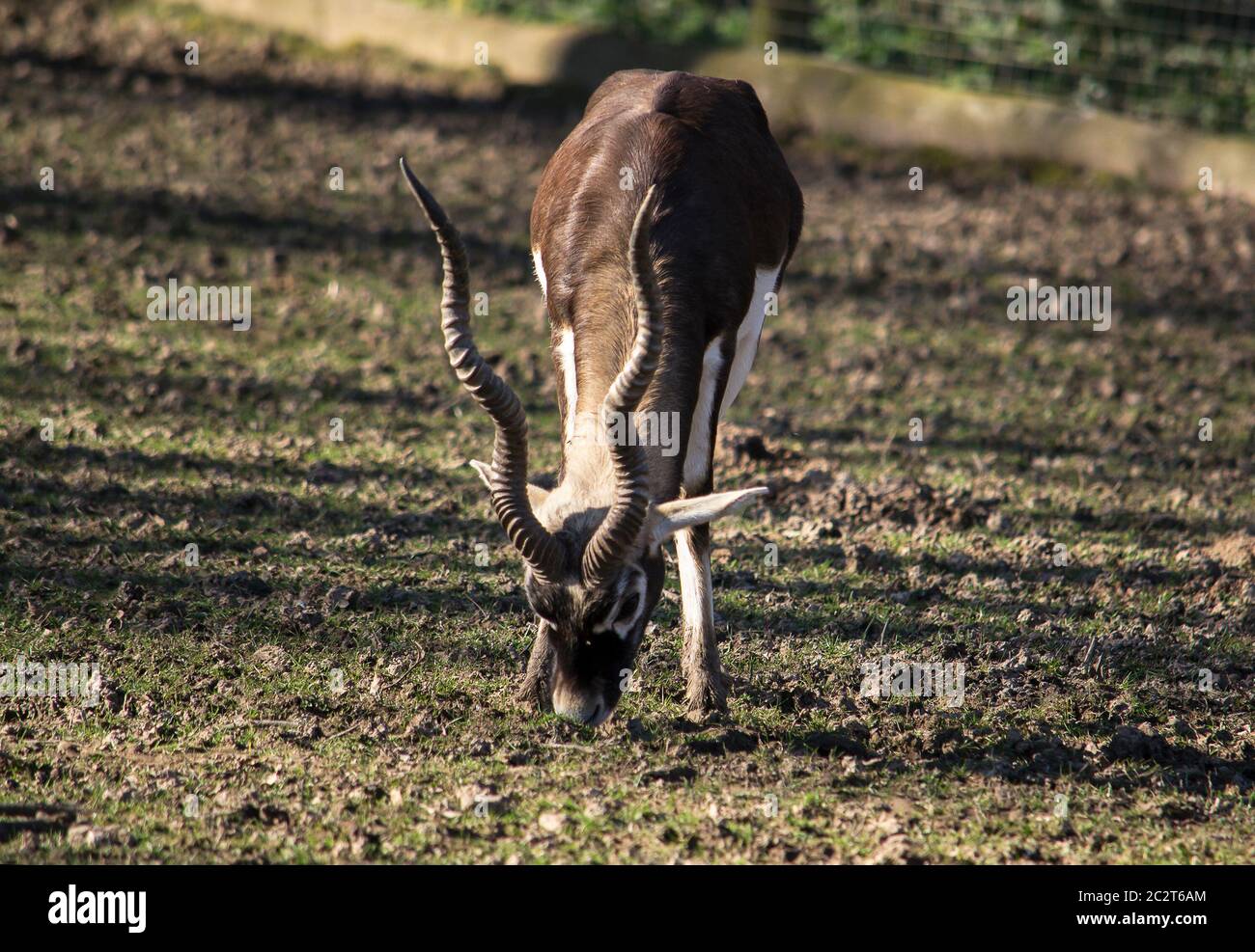 Blackbuck eating grass in a zoo in England. Stock Photo