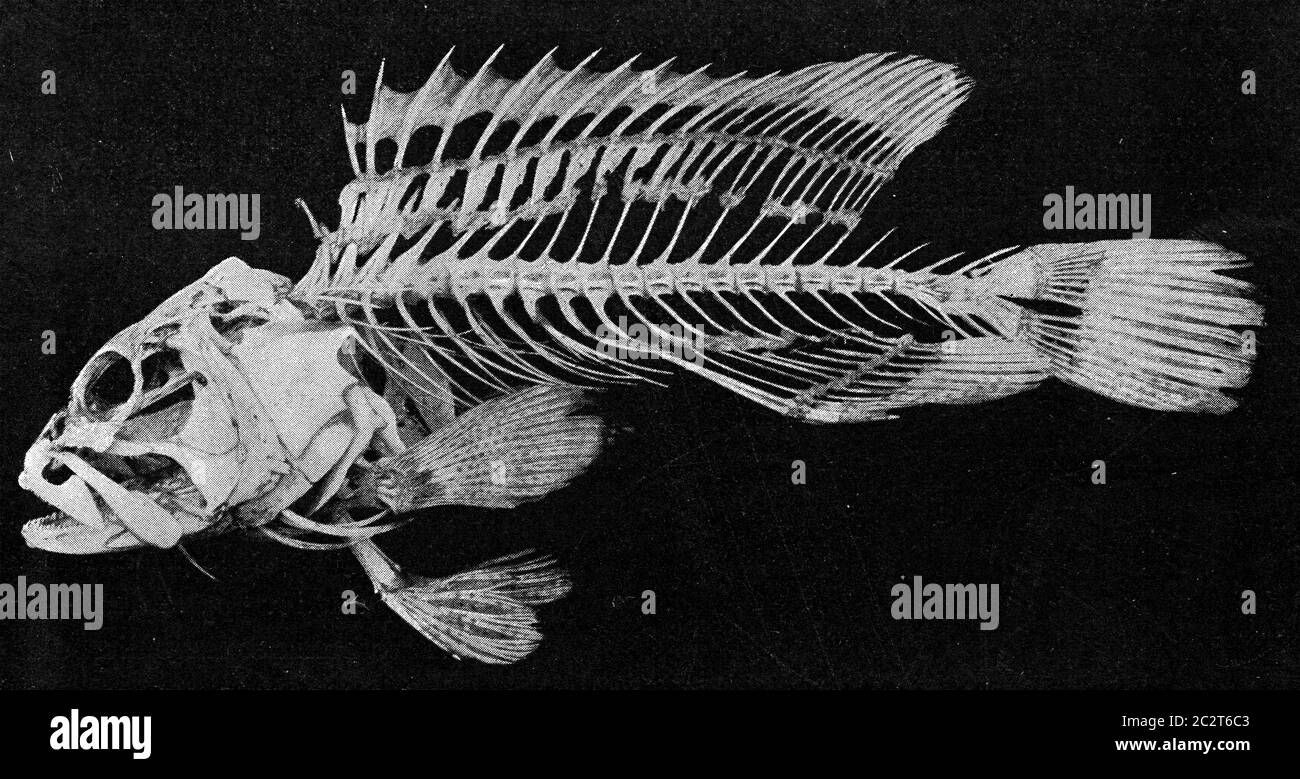 Bony Fish Skeleton, biol347