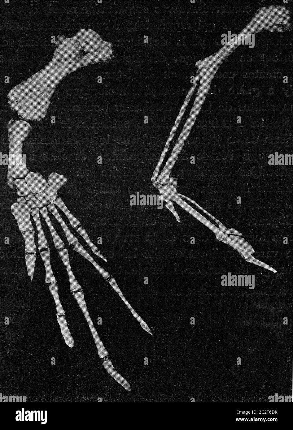 Skeleton of the arm of a turtle and a bird to show the regression of the hand in birds, vintage engraved illustration. From the Universe and Humanity, Stock Photo