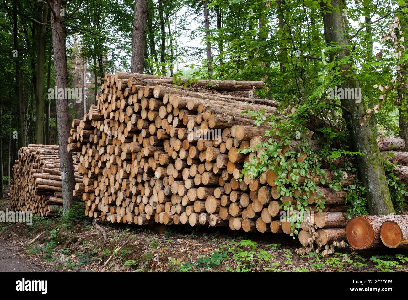 forest dieback, felled trees, tree trunks, in a forest near Altenberg in the Bergisches Land region, North Rhine-Westphalia, Germany.  Waldsterben, ge Stock Photo
