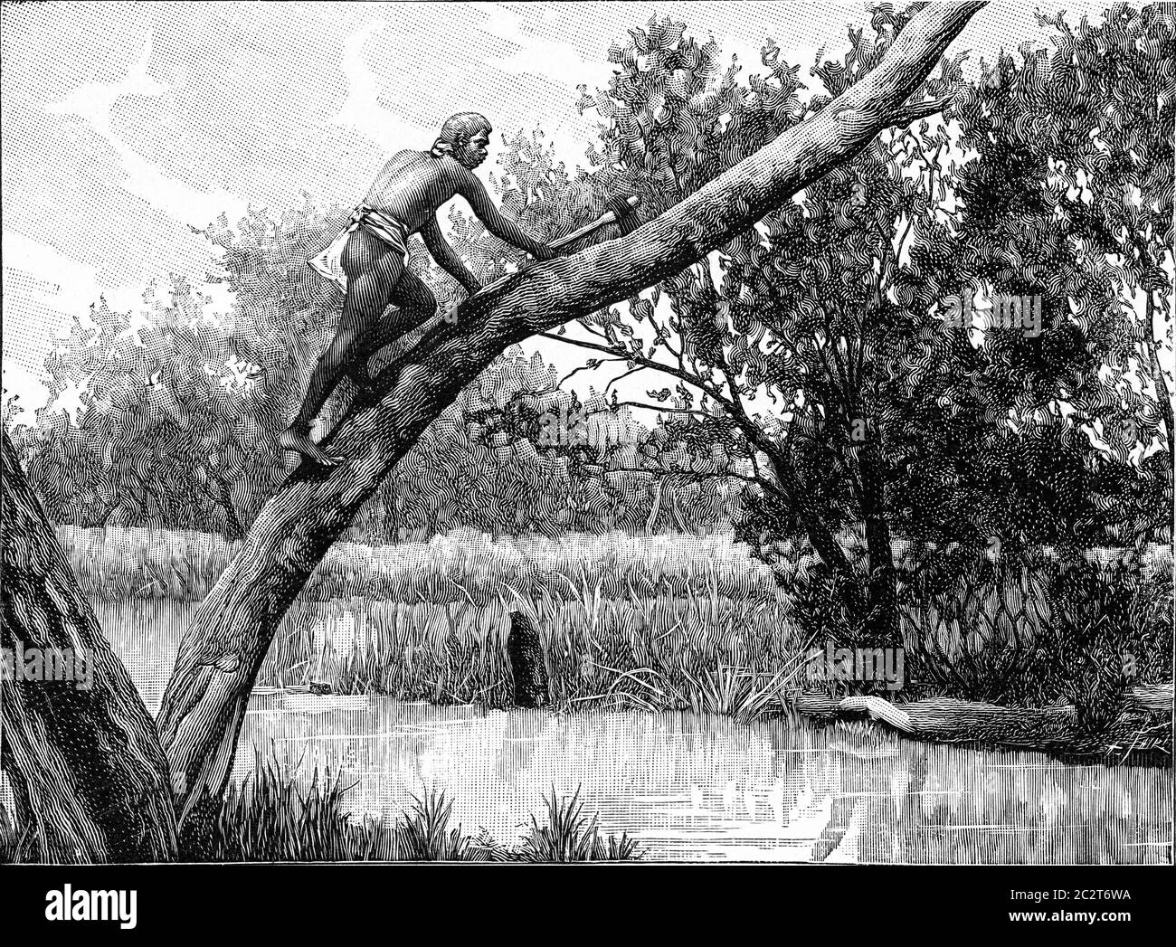 Australian climbing along a tree, vintage engraved illustration. From the Universe and Humanity, 1910. Stock Photo