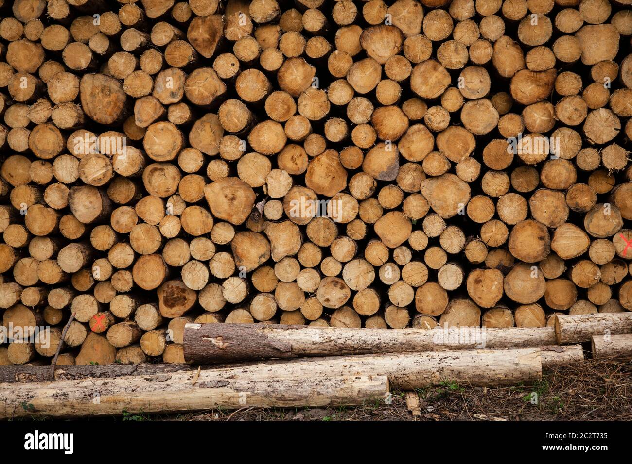 forest dieback, felled trees, tree trunks, in a forest near Odenthal in the Bergisches Land region, North Rhine-Westphalia, Germany.  Waldsterben, gef Stock Photo