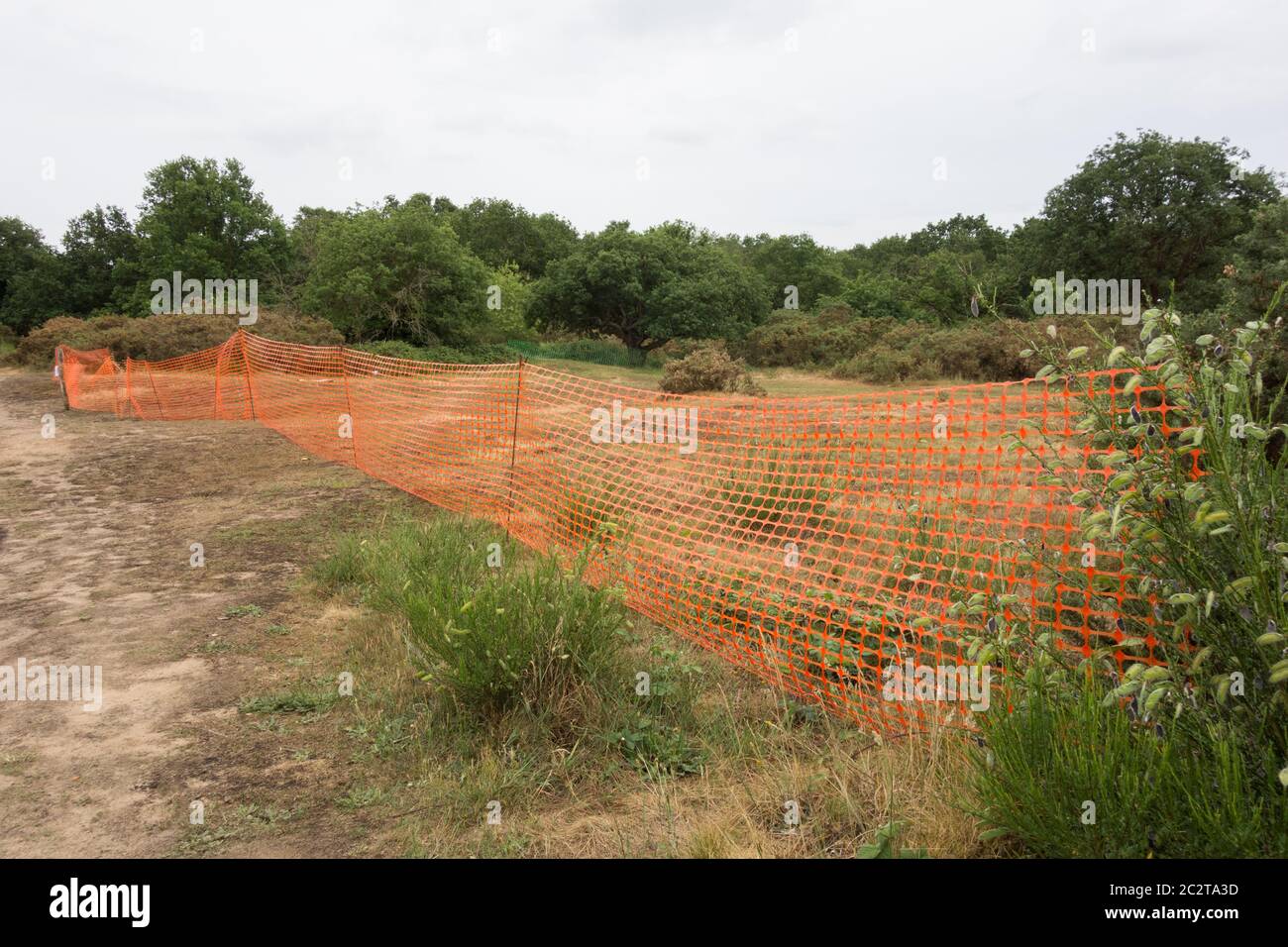 Conservation measures on Barnes Common to try and halt the destruction of lowland acid grassland, London, UK Stock Photo