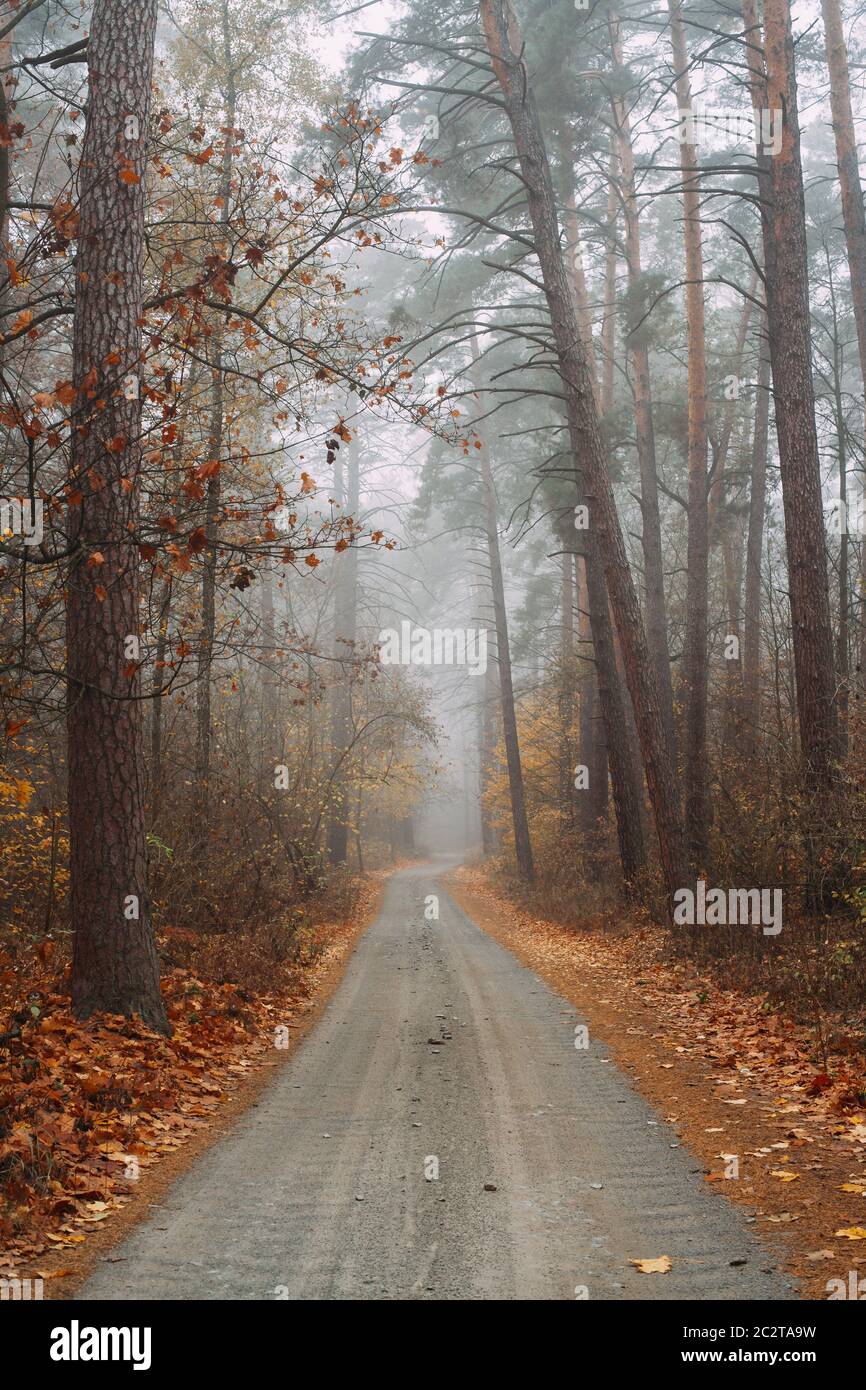 Pine foggy forest. Morning in nature Stock Photo - Alamy