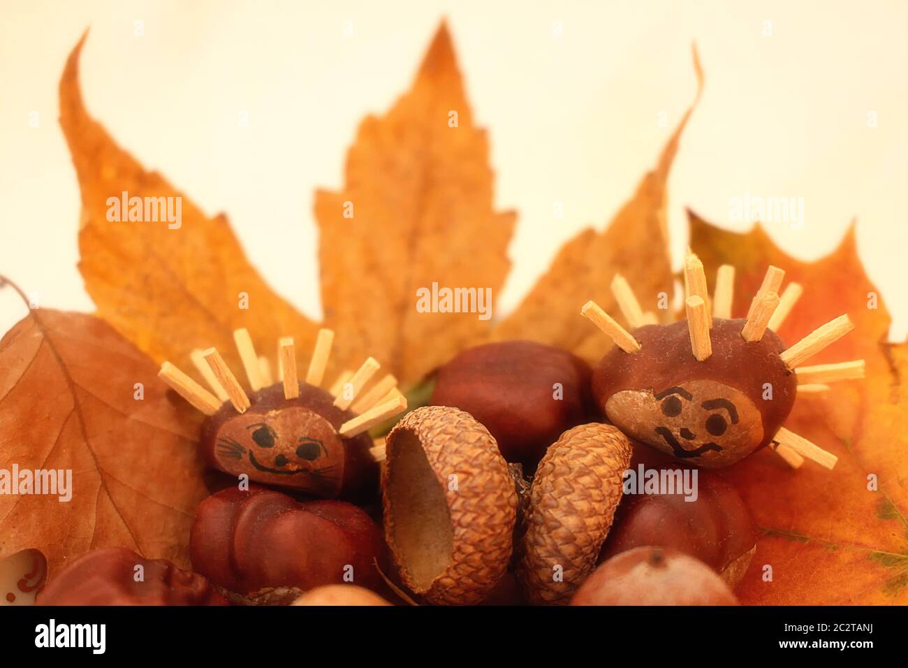 Two Chestnut Hedgehogs Stock Photo