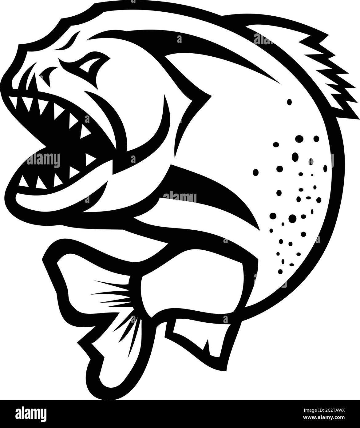 Black and white illustration of an angry piranha, pirana or caribe, a member of family Characidae in order Characiformes, a South American freshwater Stock Vector
