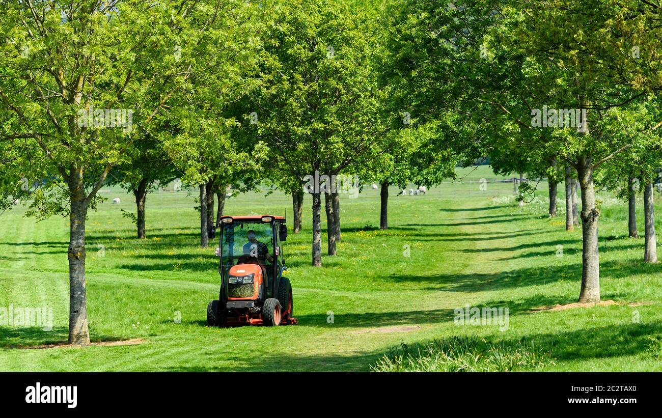 Groundsman working (cutting, mowing grass) driving small tractor (groundcare machinery) - rural Bolton Abbey Estate parkland, Yorkshire, England UK Stock Photo
