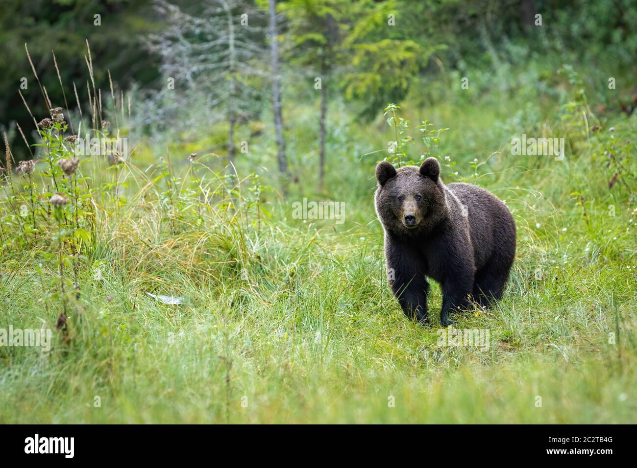 An attentive female of brown bear, ursus arctos, grazing on the forest meadow and looking straight into the camera. An adorable beast of prey observin Stock Photo