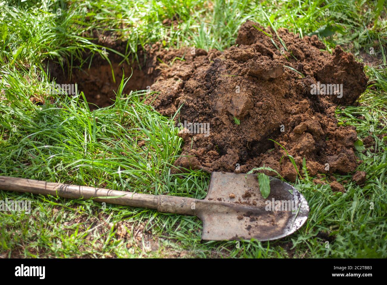 Work planting trees. A gardener plants a tree in the hole from the