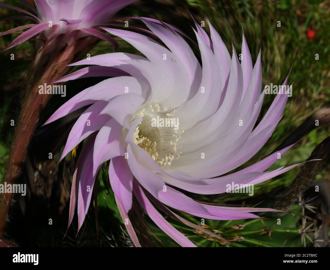 Cactus flower isolated and zoom Stock Photo