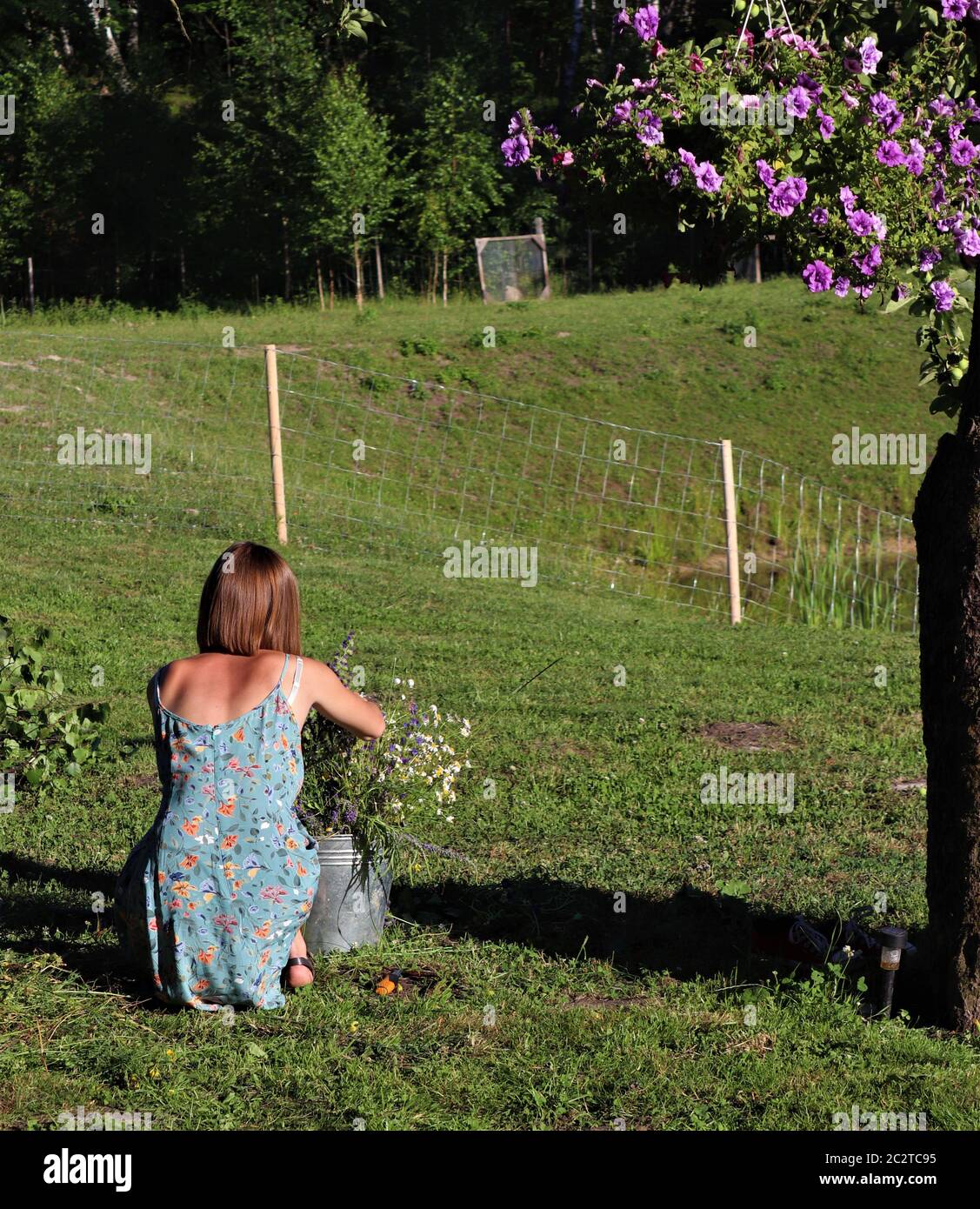 The girl arranging flowers in bucket for the solstice festival in Latvia, on a sunny day in the countryside. Stock Photo