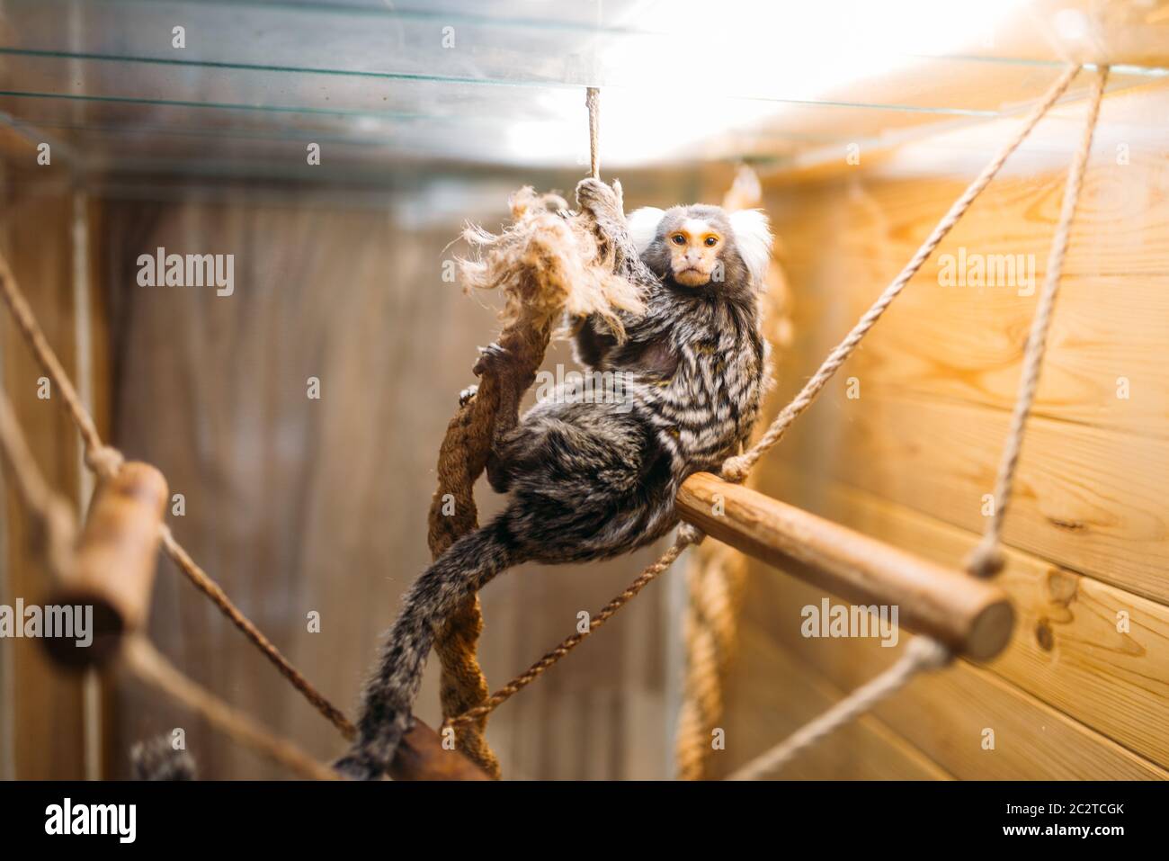 Pet shop best sale exotic