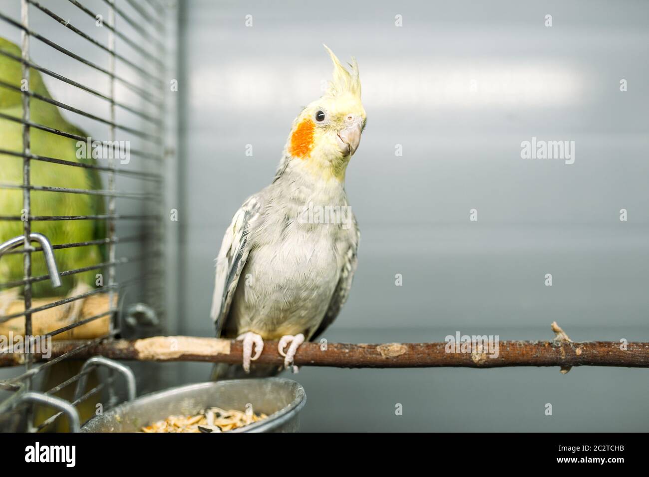 Parrot in a cage hi-res stock photography and images - Page 15 - Alamy