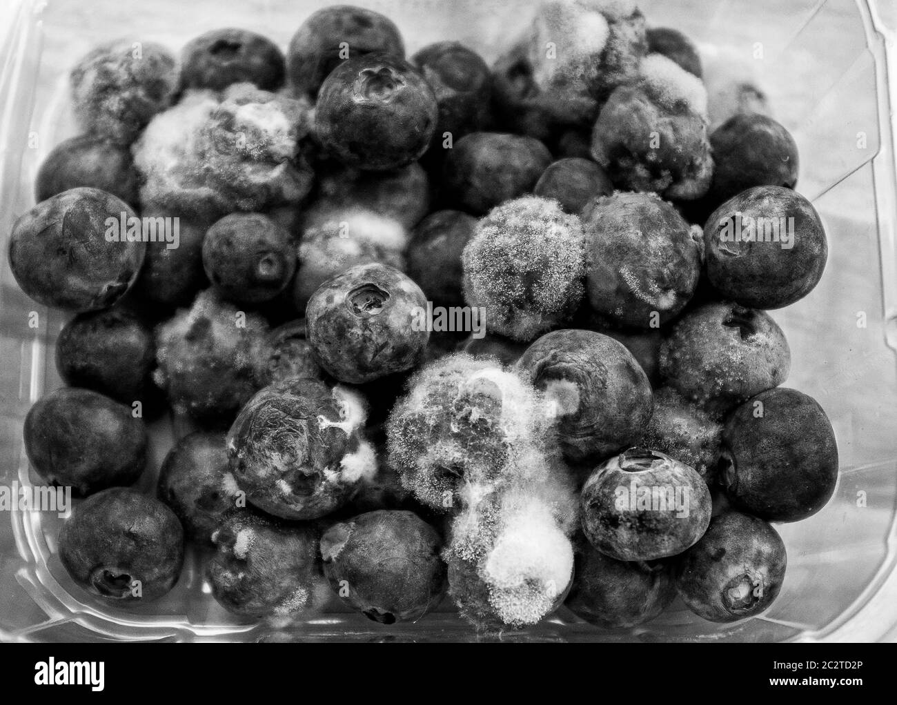 Fresh blueberries which have gone well past their sell by date and have gone mouldy and become inedible or not safe to eat Stock Photo