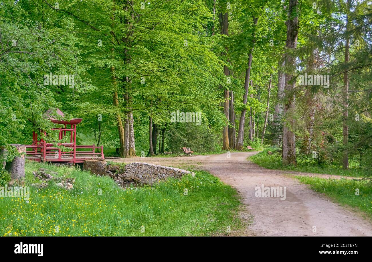 Path in a green leafy summer forest Stock Photo - Alamy