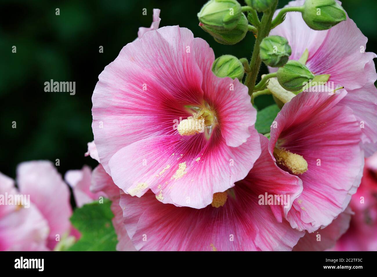 Alcea rosea - Ordinary hollyhock in a park in cologne in summertime Stock Photo