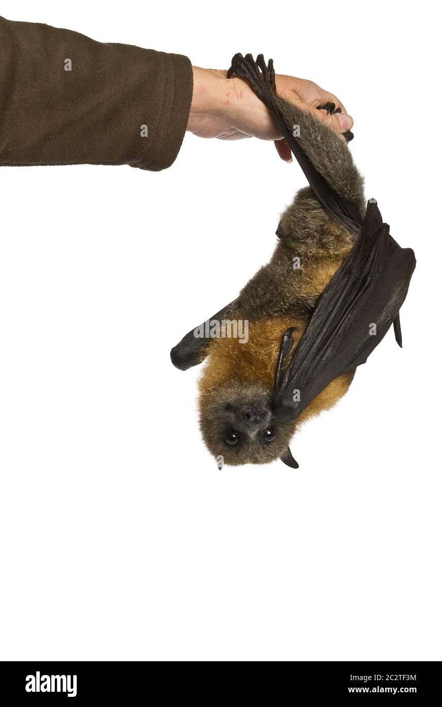 Fruit bat (flying fox) hanging upside down on white background. Stock Photo