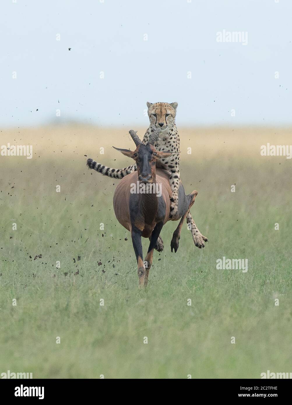 KENYA: The cheetah looks the epitome of cool as it rides the back of the visibly terrified antelope. AMAZING photos show a cheetah RIDING ON TOP of a Stock Photo