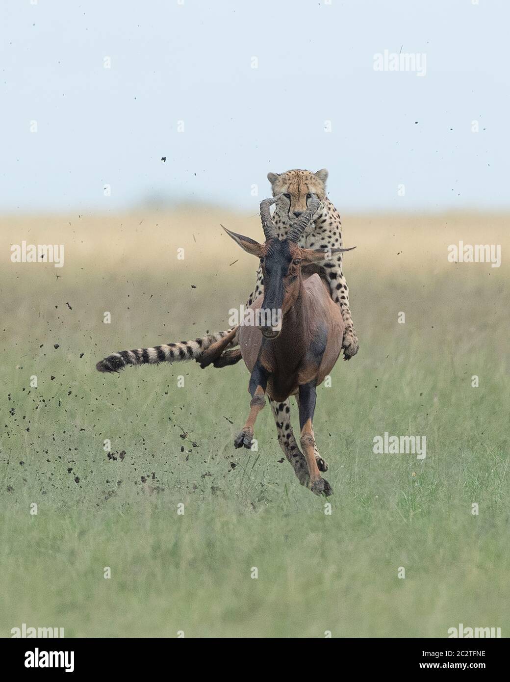 KENYA: Yeehaw: The cheetah catches a ride atop the topi. AMAZING photos show a cheetah RIDING ON TOP of a galloping antelope in a frantic race for lif Stock Photo