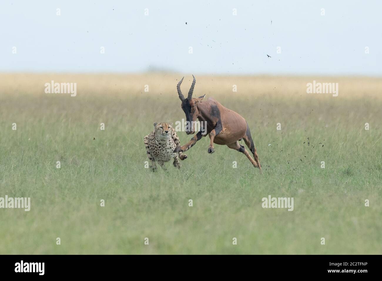 KENYA: In the sights of the world's fastest land mammal. AMAZING photos show a cheetah RIDING ON TOP of a galloping antelope in a frantic race for lif Stock Photo