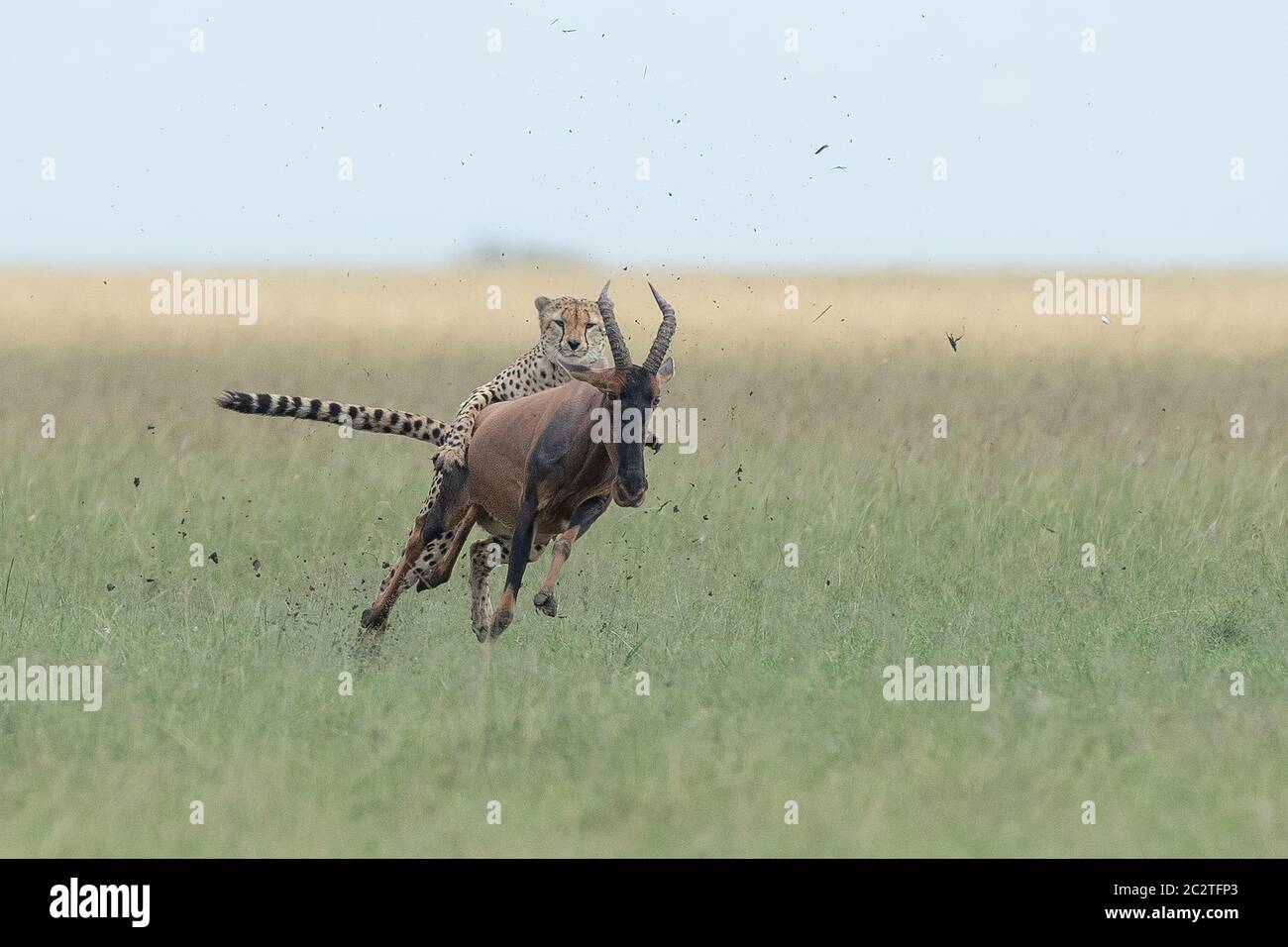KENYA: The cheetah gets claws on the fleeing topi.  AMAZING photos show a cheetah RIDING ON TOP of a galloping antelope in a frantic race for life. Re Stock Photo