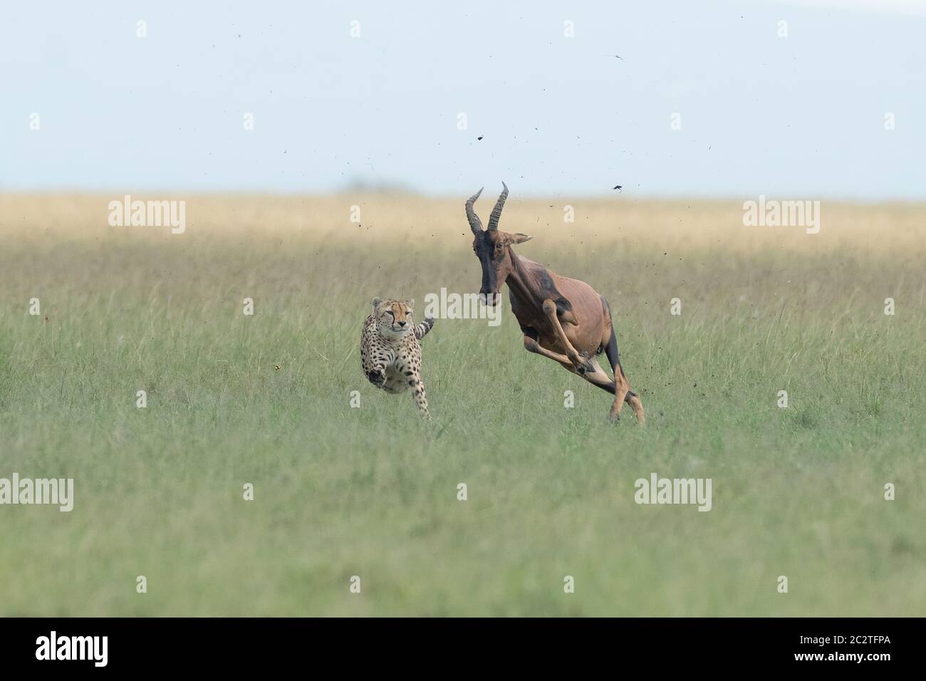 KENYA: An expression if terror is etched on the topi's face.  AMAZING photos show a cheetah RIDING ON TOP of a galloping antelope in a frantic race fo Stock Photo