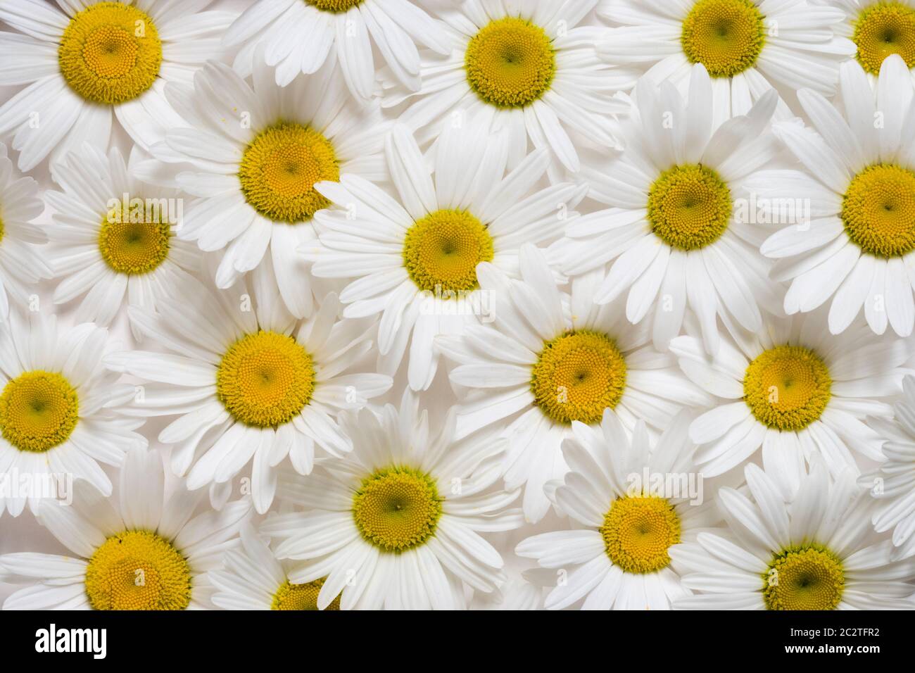 Oxeye daisies, Leucanthemum vulgare. Stock Photo