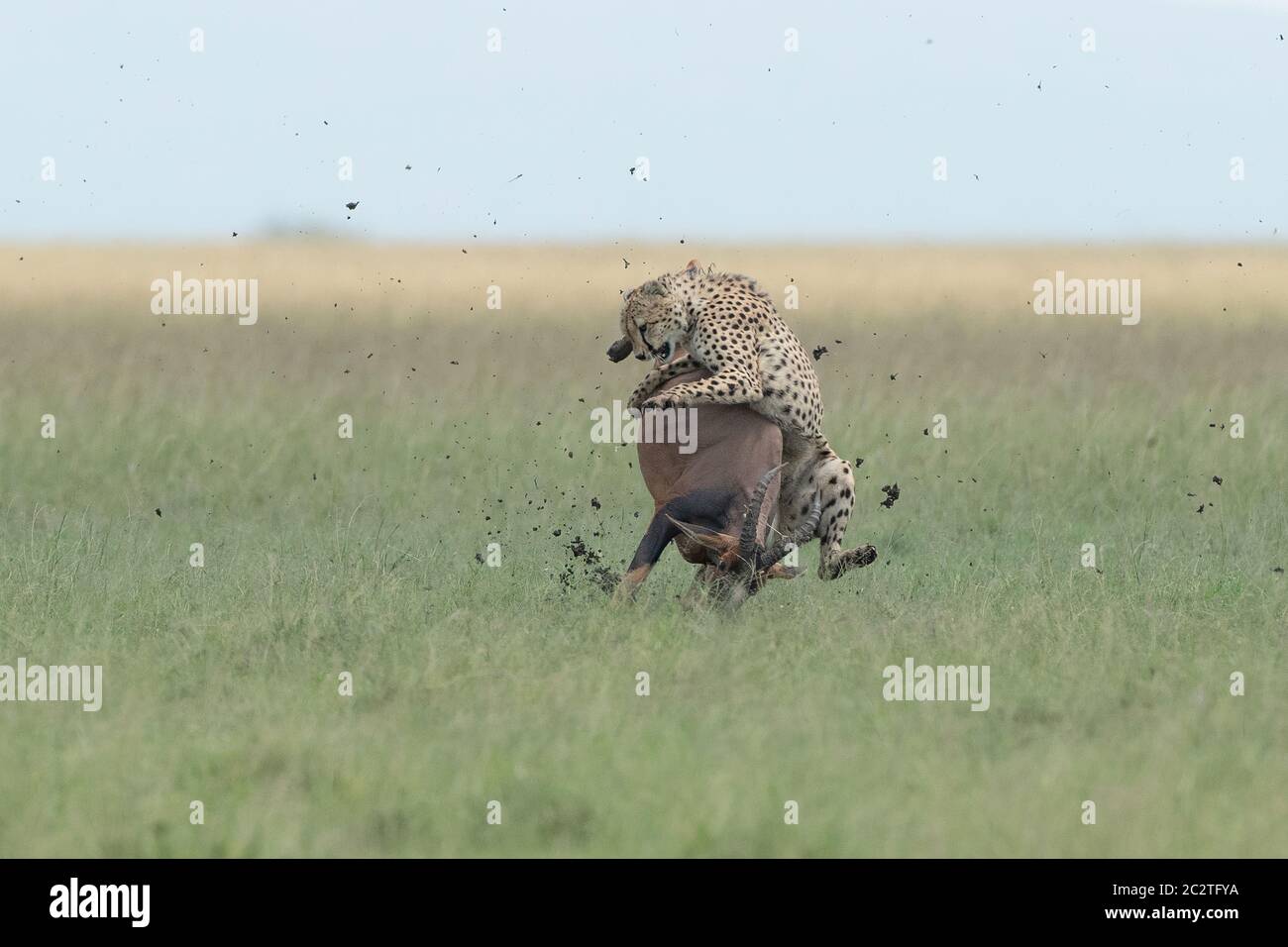 KENYA: The topi is brought stumbling down. AMAZING photos show a cheetah RIDING ON TOP of a galloping antelope in a frantic race for life. Remarkable Stock Photo