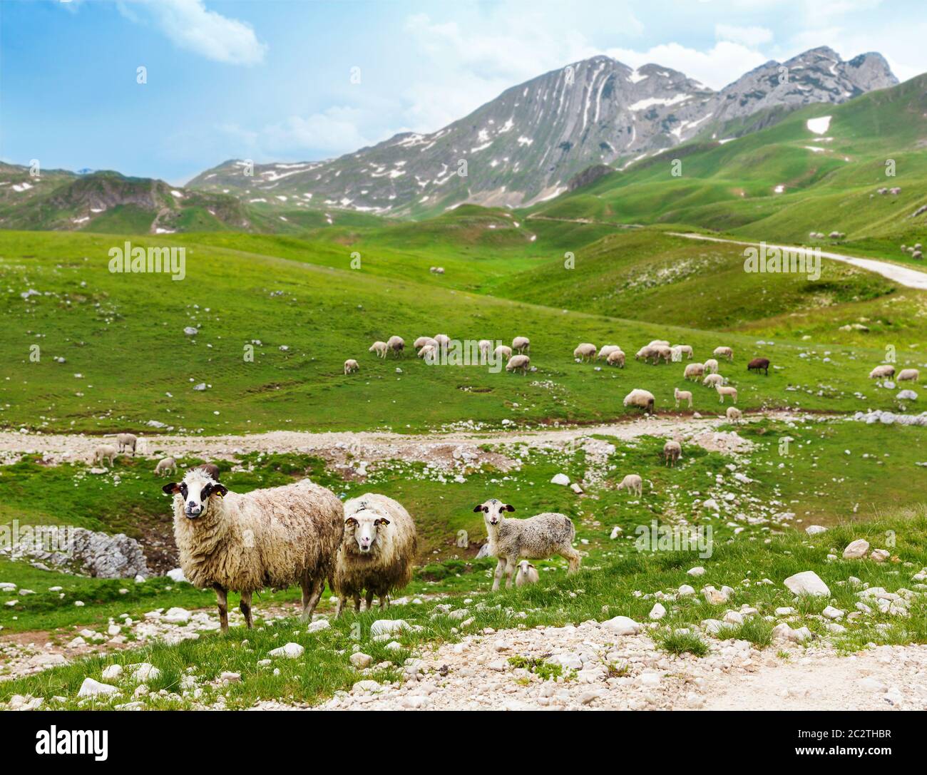 A flock of sheep in a mountain valley Stock Photo - Alamy