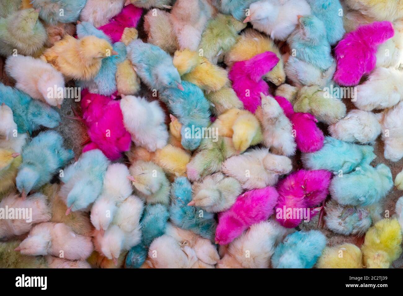 colorful chicks for sale Stock Photo - Alamy