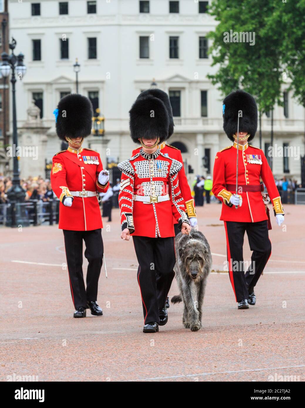 Domhnall, the Irish Wolfhound, official mascot and member of the Irish ...