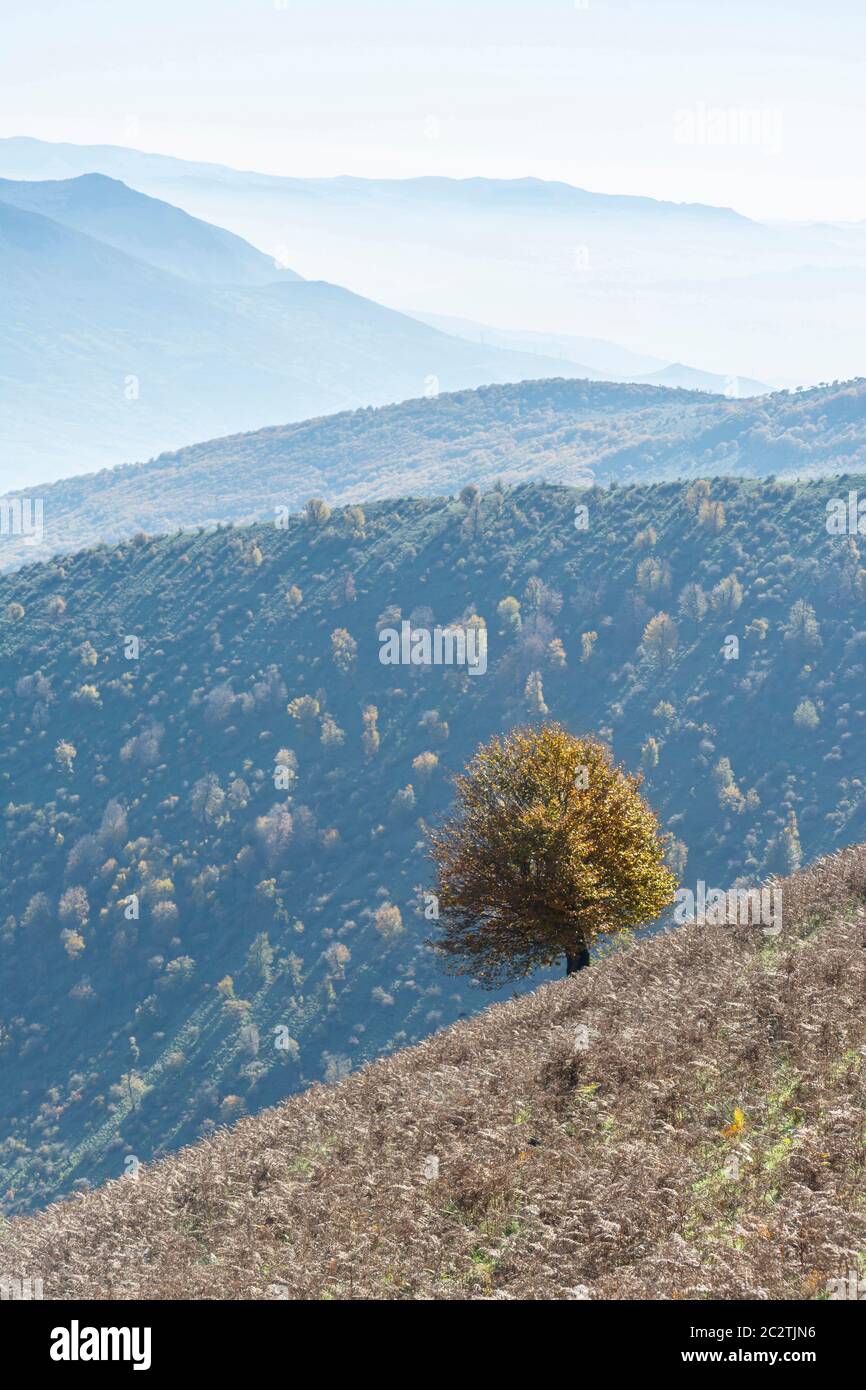 Autumn nature landscape with a single tree at foreground, Arial perspective mist in the background Stock Photo