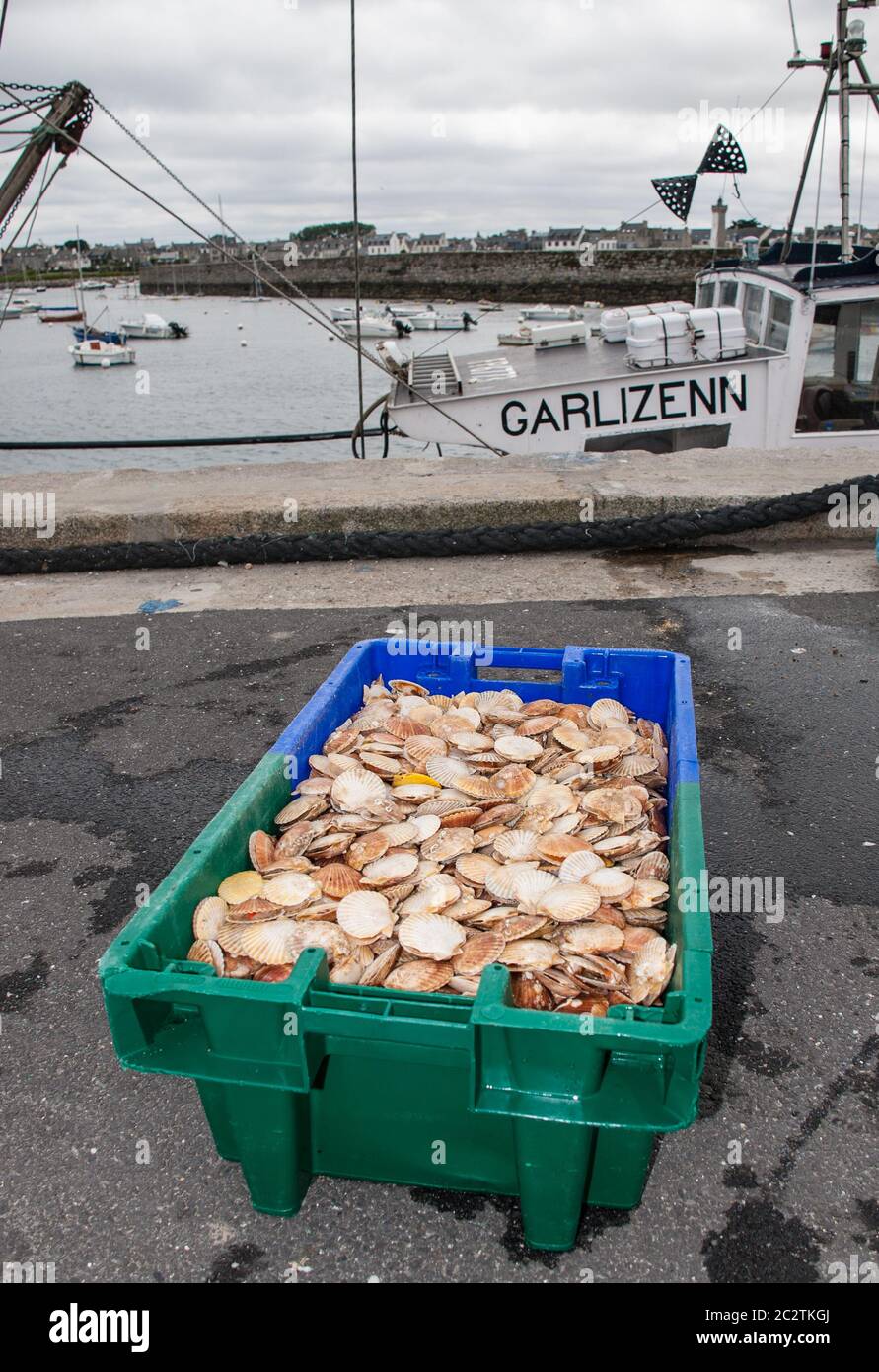 Vieiras típicas de Bretaña, junto al puerto pesquero Stock Photo