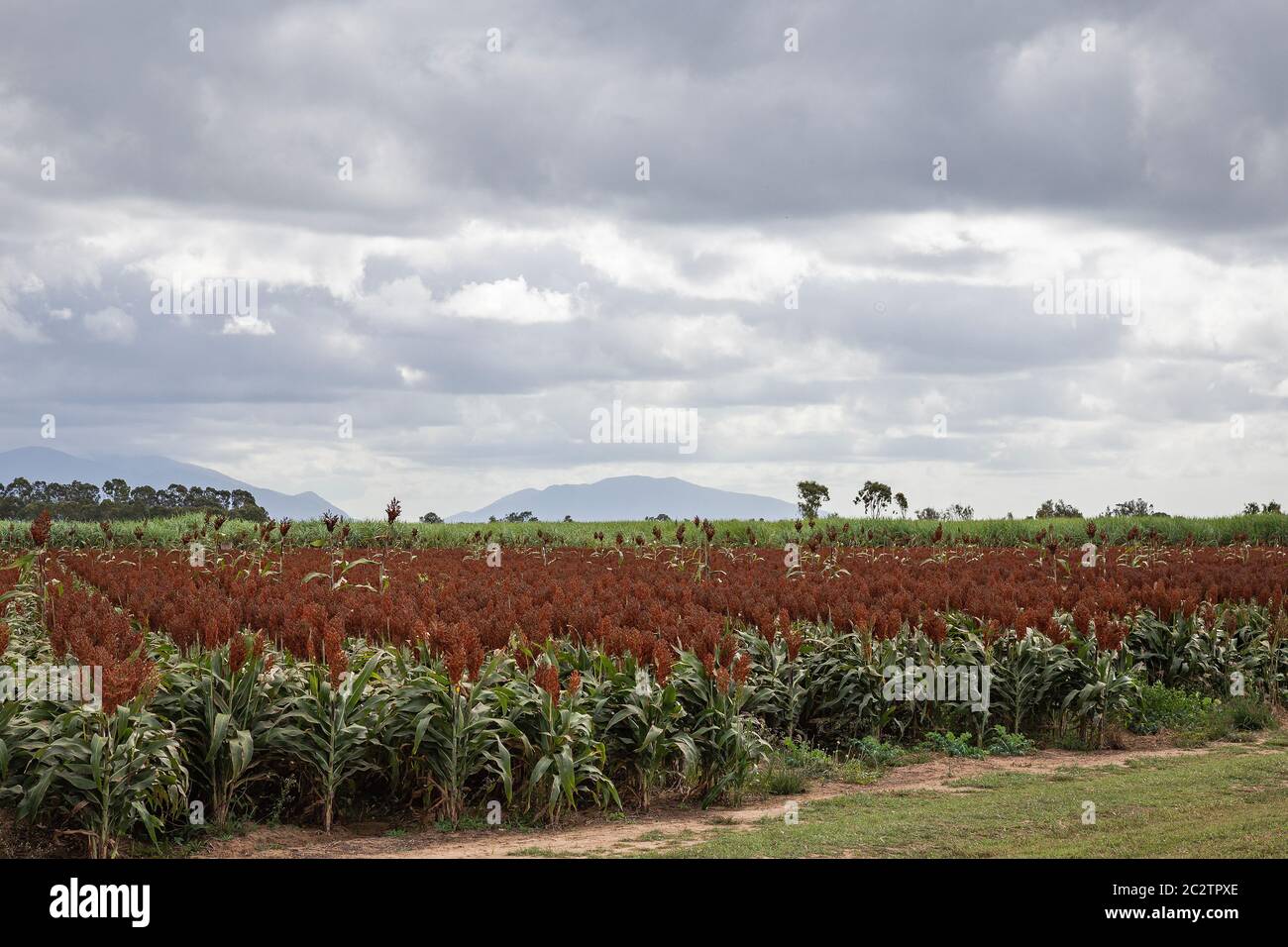 Field of sorghum with overcast sky and mountain in background. Stock Photo