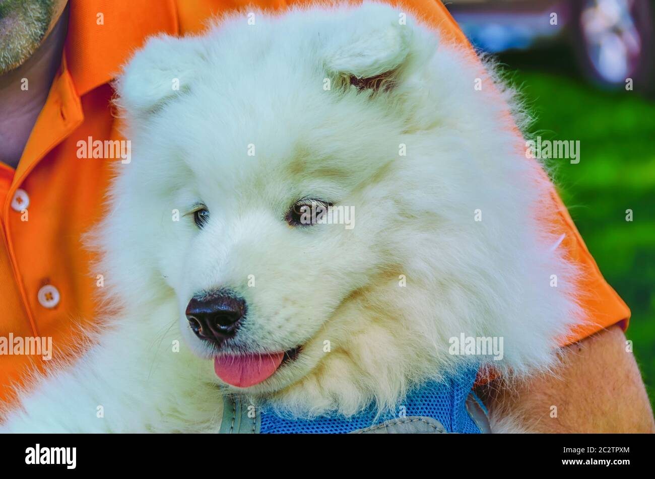 A man holding a Samoyed/Bjelkier puppy in his arms. The dog inherits it name from the Samoyedic people of Siberia. Stock Photo