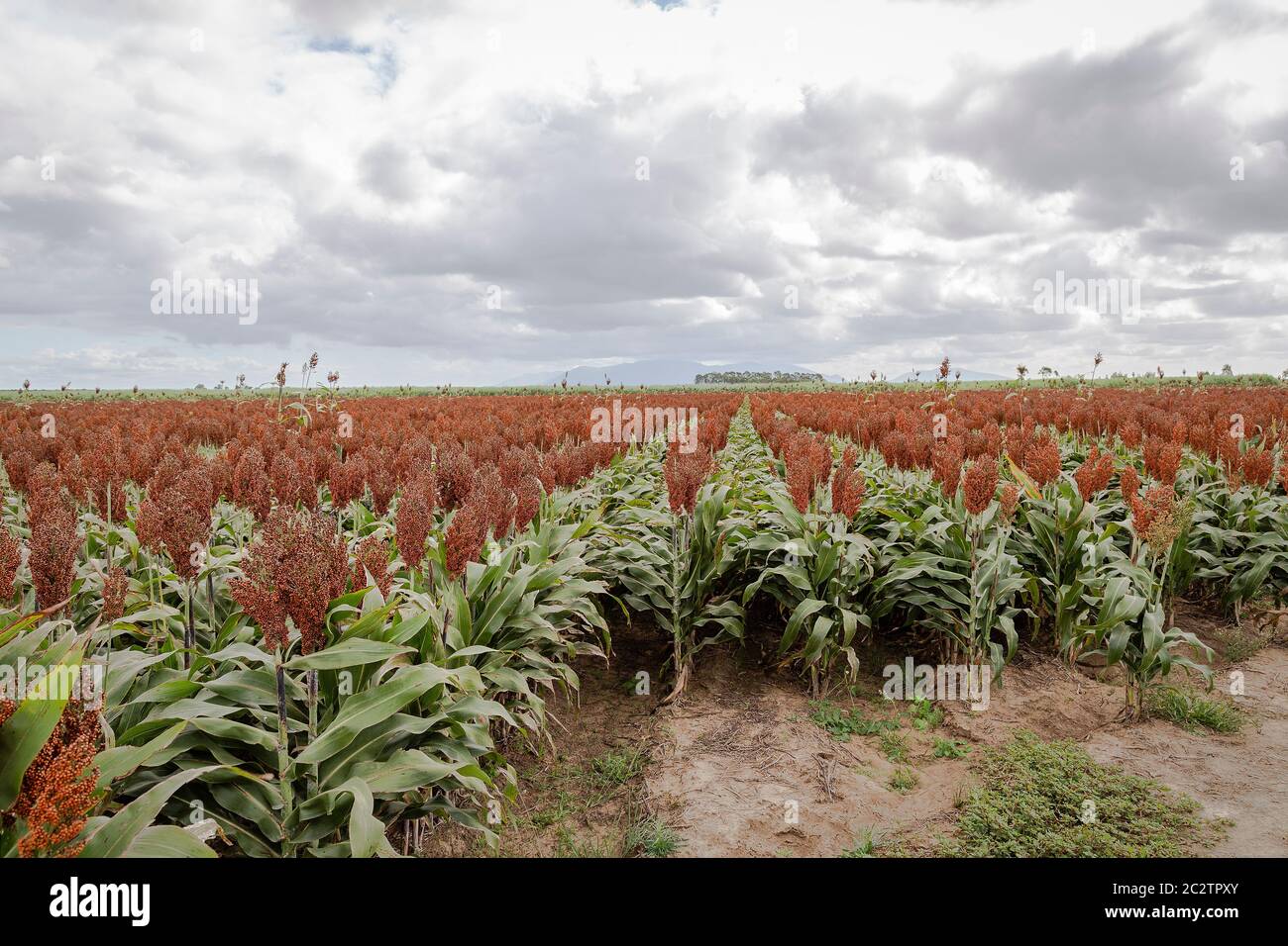 Crop of Sorghum with overcast sky Stock Photo