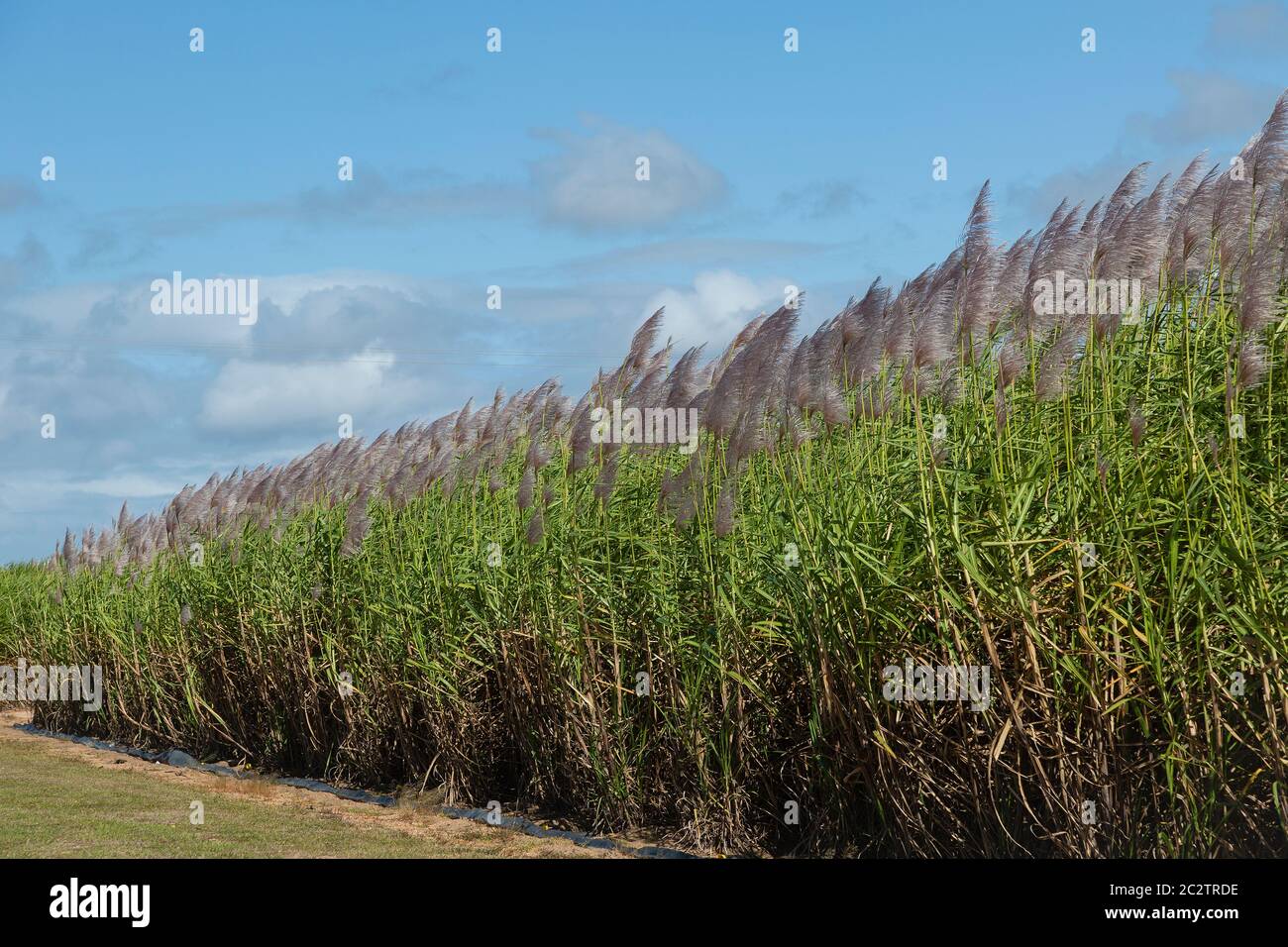 Crop of sugarcane with flowers with blue sky with clouds in background Stock Photo