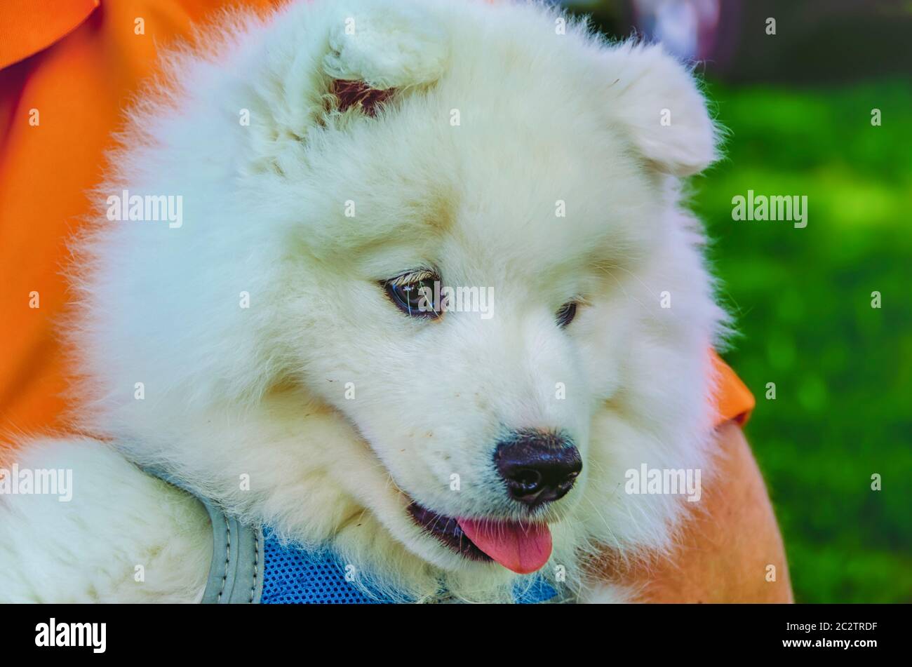 A man holding a Samoyed/Bjelkier puppy in his arms. The dog inherits it name from the Samoyedic people of Siberia. Stock Photo