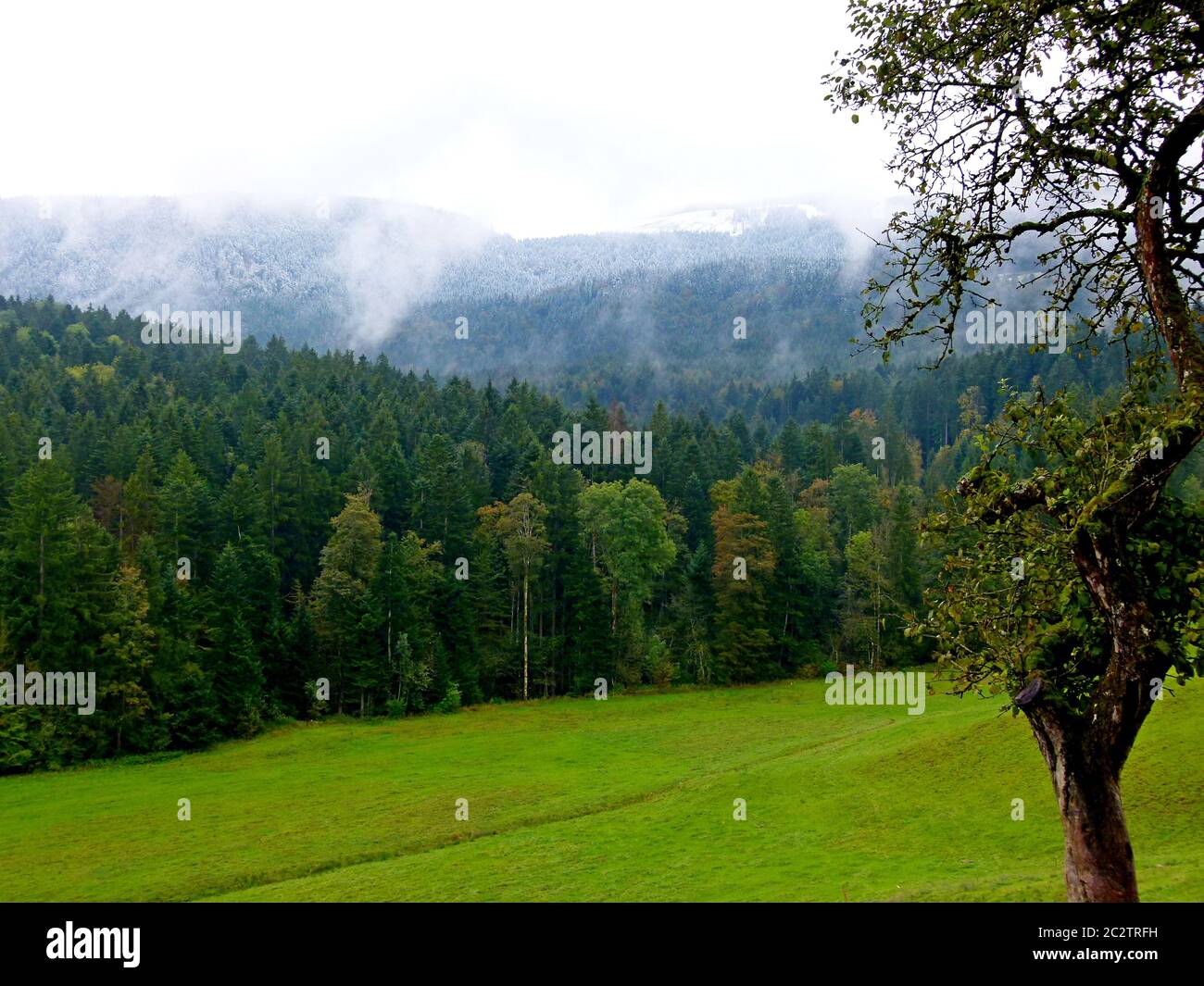 Lush green forest meadow in hi-res stock photography and images - Alamy